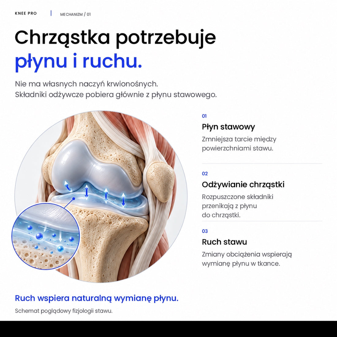 Schemat: chrząstka potrzebuje płynu i ruchu